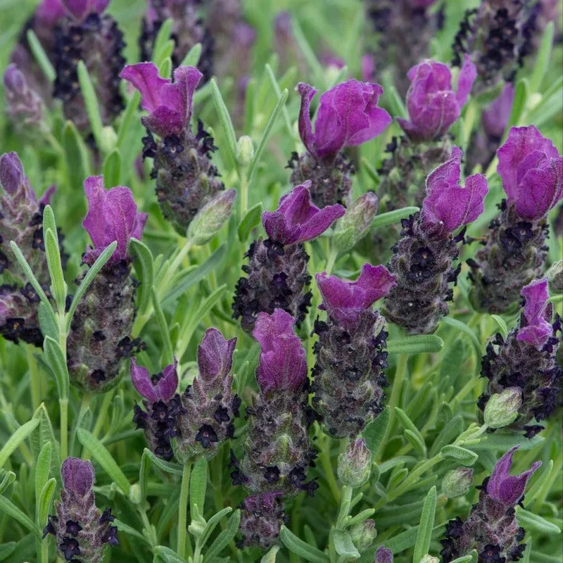 World Botanics Lavandula stoechas Franse lavendel 9 planten