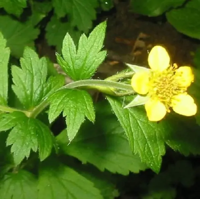 MediGran Geum urbanum geel nagelkruid zaden biologisch