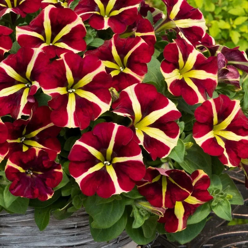 World Botanics Fanfare Heartbreaker petunia 5 jonge planten rood-geel