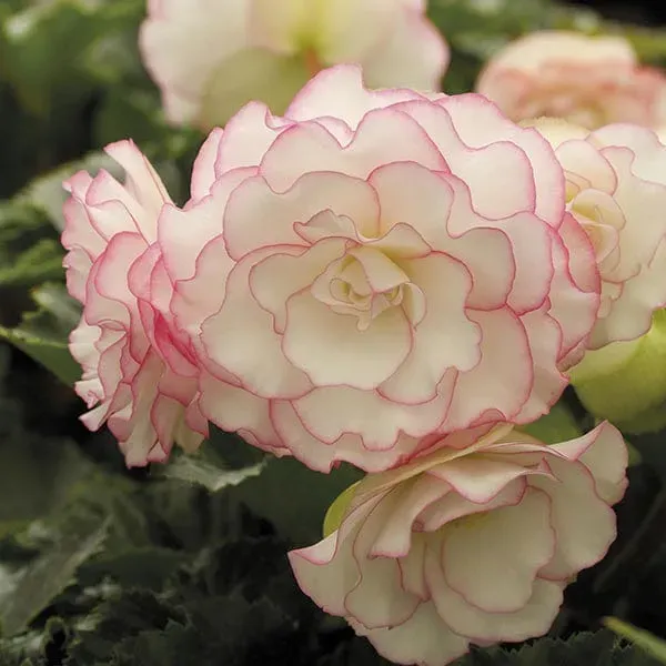World Botanics Amerihybrid Picotee Pink Halo begonia knollen roze