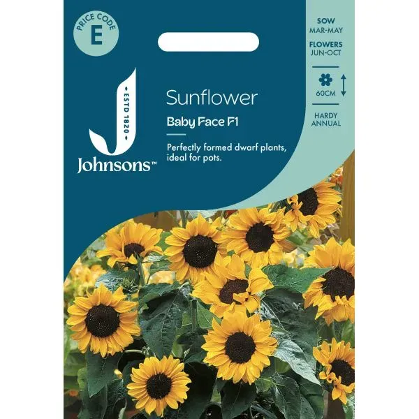 Johnsons Babyface F1 zonnebloemzaden compact 60 cm