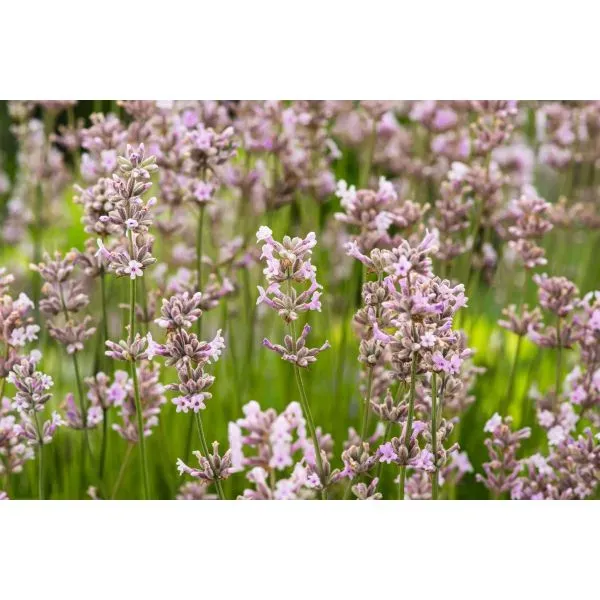 World Botanics Lavender Rosea lavendelplant roze 9cm pot