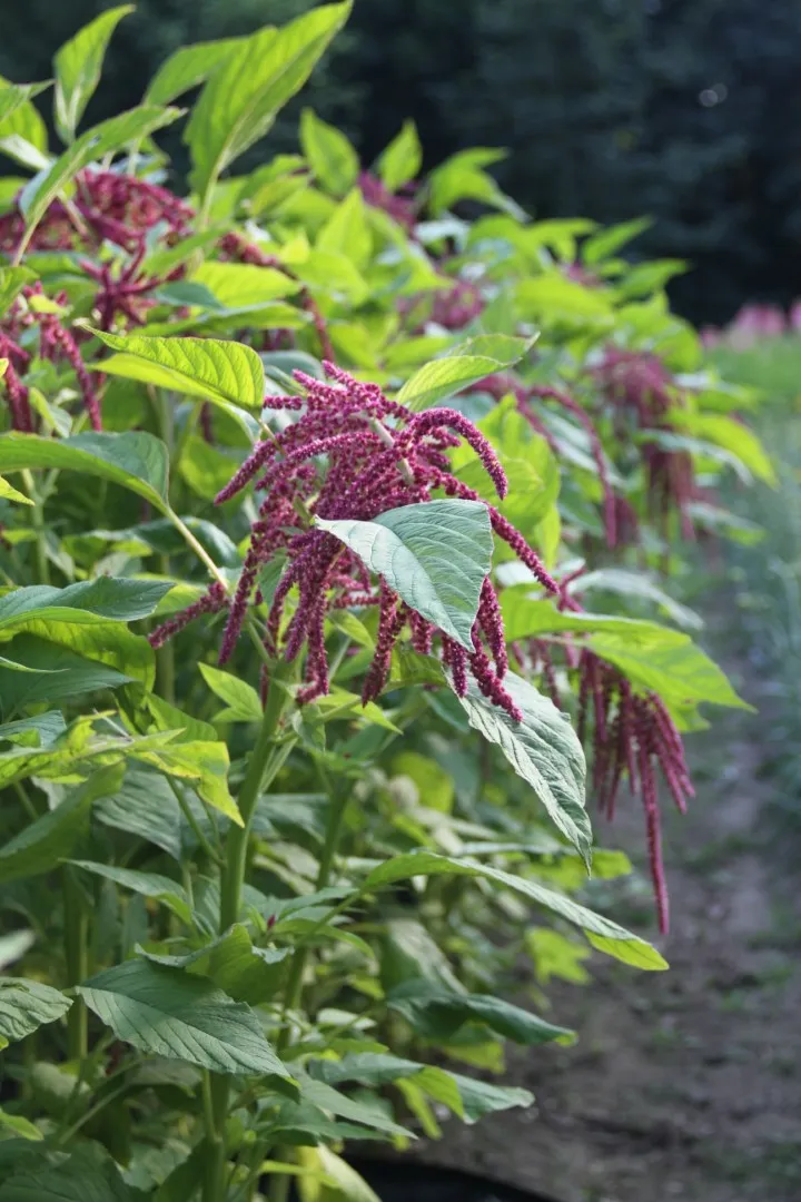 Vitale Rassen Amaranth Pony Tails zaden onbespoten
