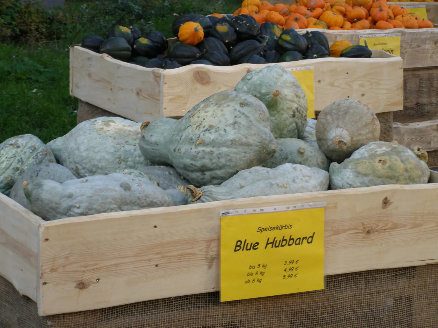 De Tuinen van MergenMetz Blue Hubbard pompoenzaden 10 stuks
