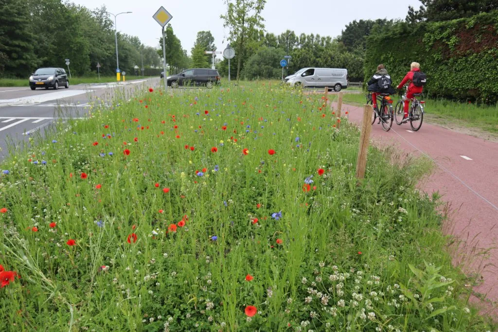 MediGran Bijenmengsel BA-25 bloemzaden inheems eenjarig