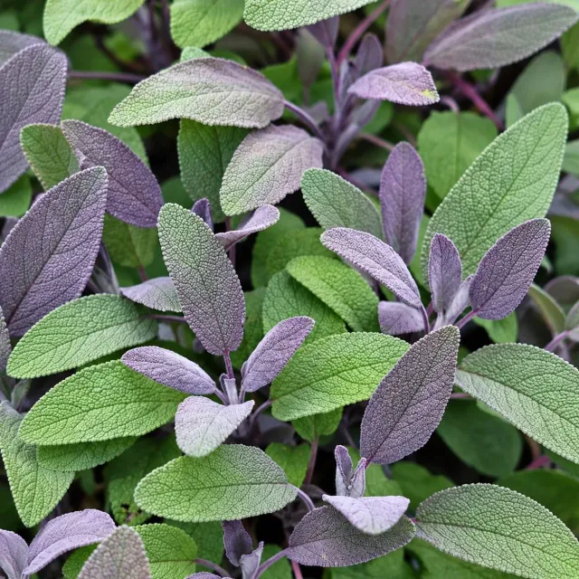 Paarse salie kruidenplanten 3x 9cm pot bio