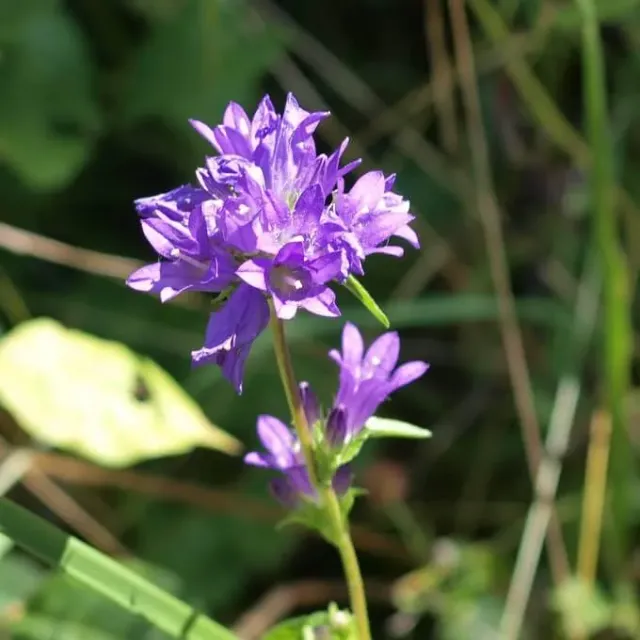 MediGran Campanula trachelium zaden ruig klokje paars