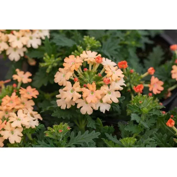 World Botanics Vectura Peach verbena planten perzik 5 stuks