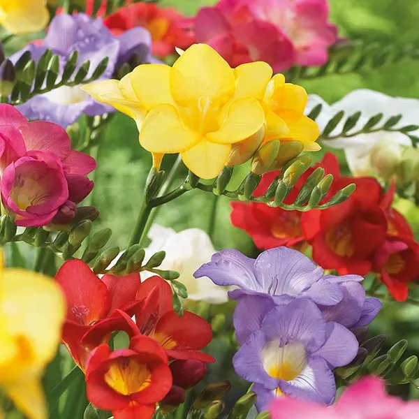 World Botanics Freesia Single Mixed bloembollen geurend