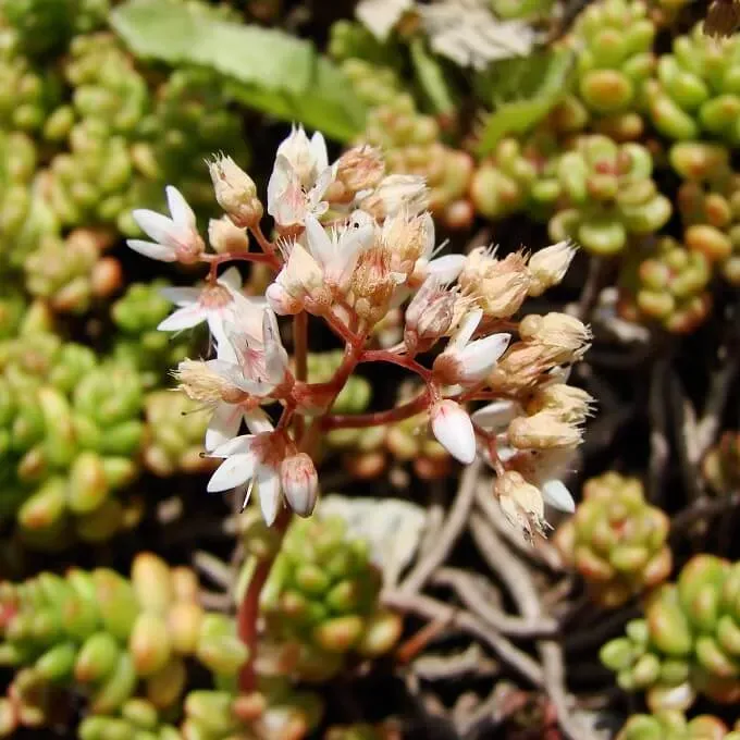MediGran Sedum album wit vetkruid zaden droogtetolerant