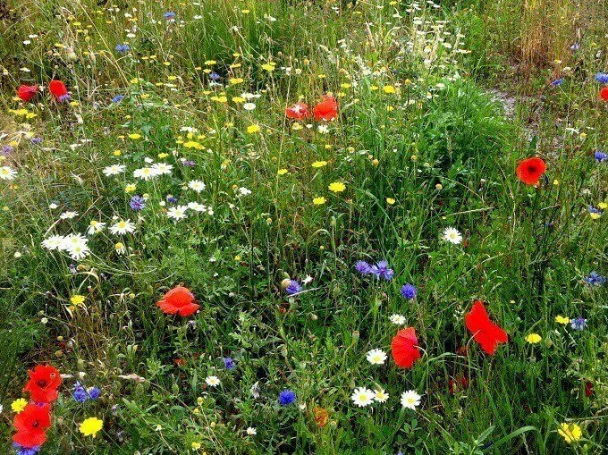 MediGran Akkerflora A-3 bloemenmengsel eenjarig 10 soorten