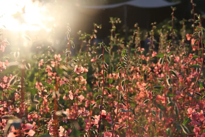 Vitale Rassen Amandelroosje zalmroze bloemzaden onbespoten