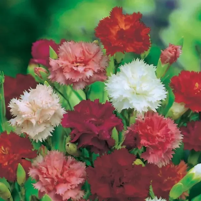 World Botanics Giant Chabaud Mixed anjerzaden gemengd geurend