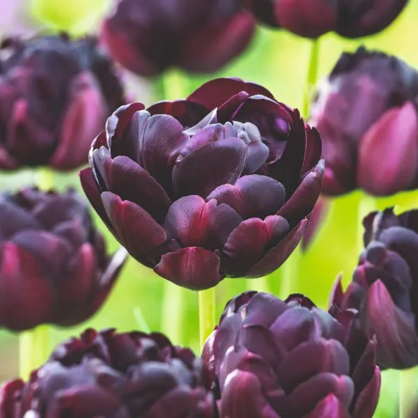 World Botanics Tulip Black Hero bloembollen 15 stuks donker