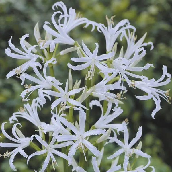 World Botanics Bowdenii Alba nerinebollen wit najaar