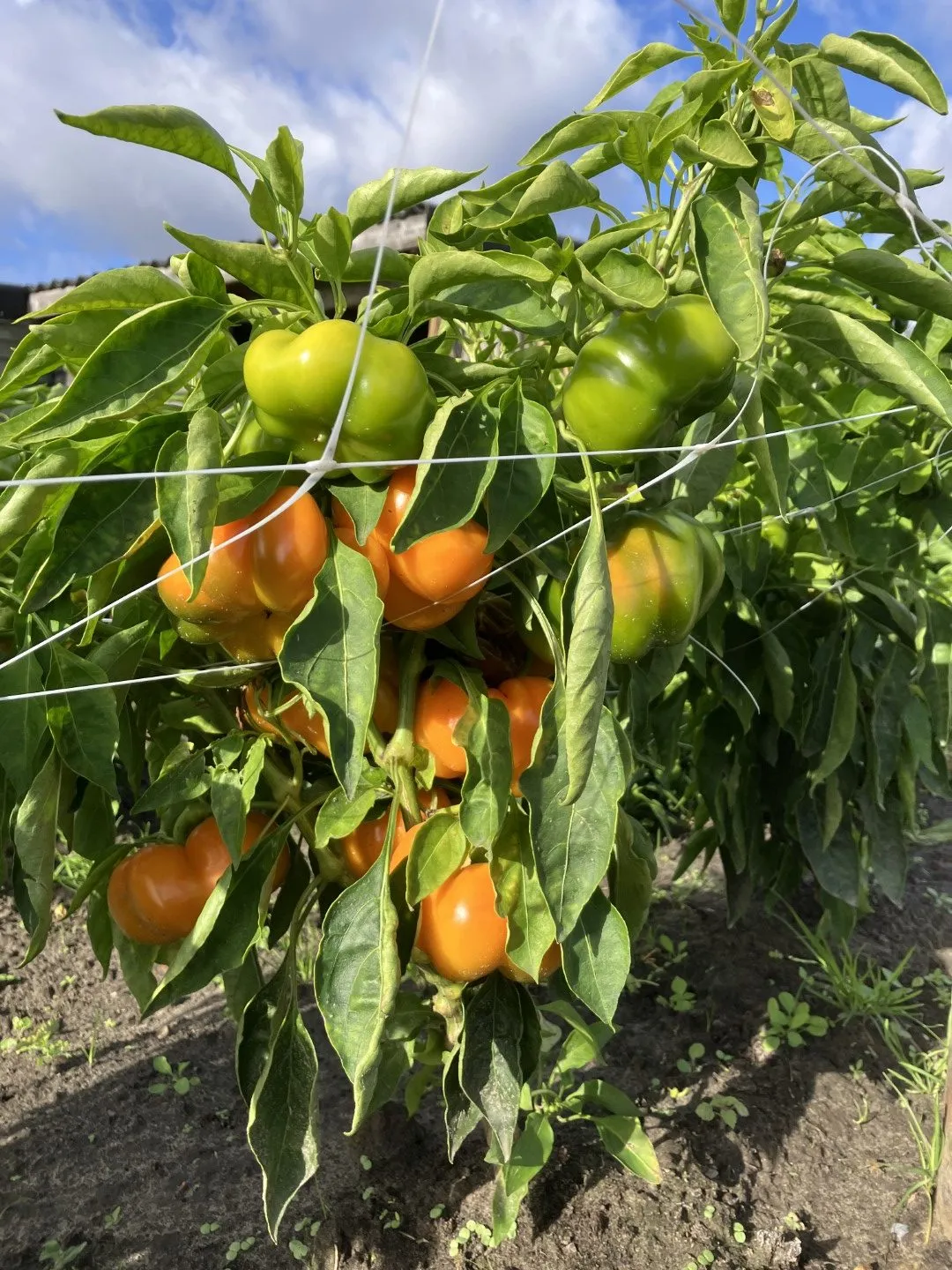 Vitale Rassen Paprika Tamiro zaden geel buiten