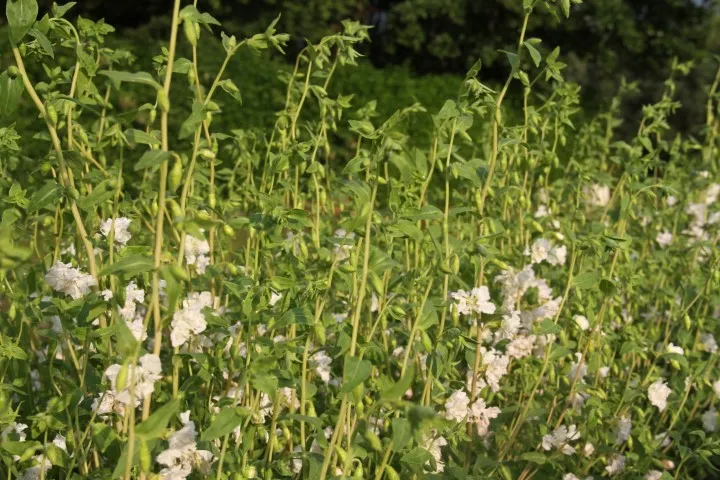 Vitale Rassen Amandelroosje zaden wit onbespoten