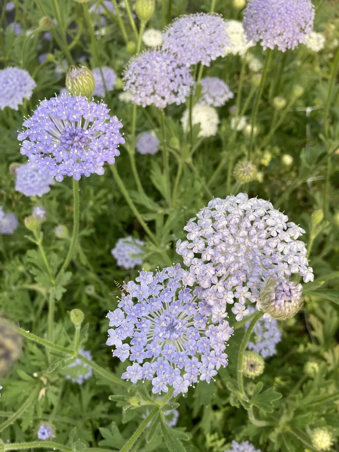 Vitale Rassen blauwe kantbloem zaden onbespoten