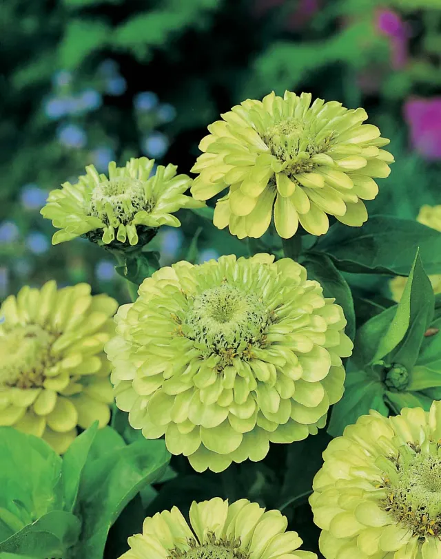 World Botanics Envy zinniazaden limoengroen plukbloem
