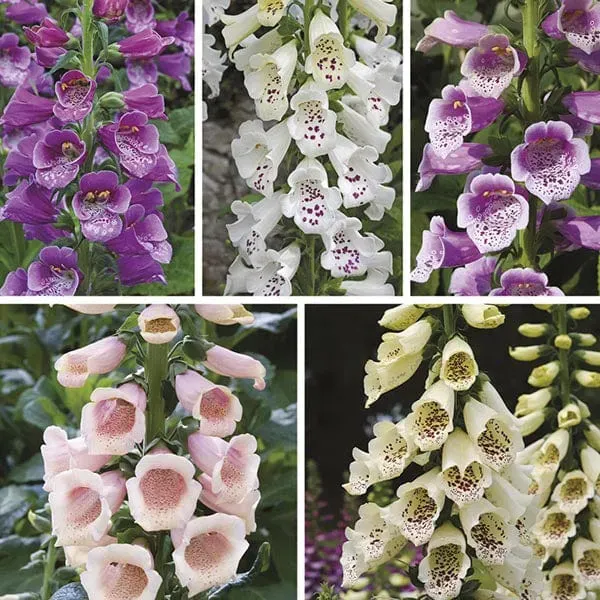 World Botanics Dalmatian vingerhoedskruid planten 5 stuks bijen