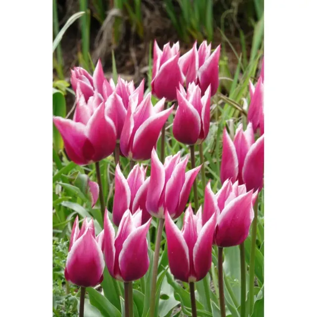 World Botanics Claudia tulp bloembollen 15 stuks paarsroze