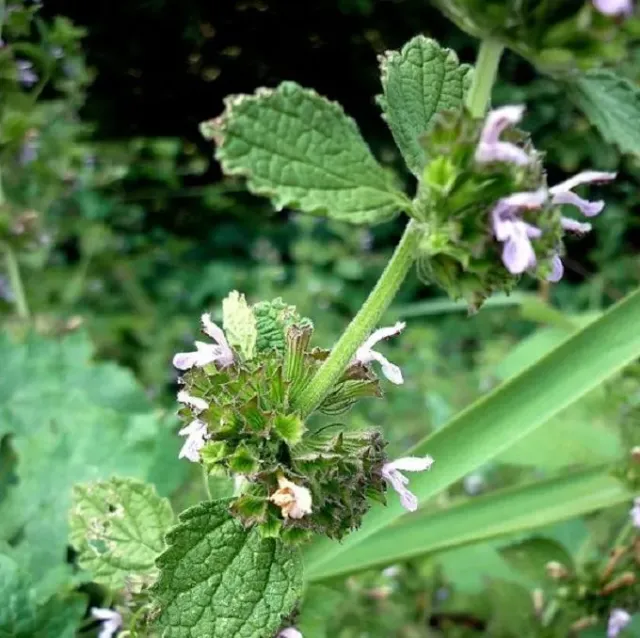 MediGran Ballota nigra Stinkende ballote zaden lipbloem