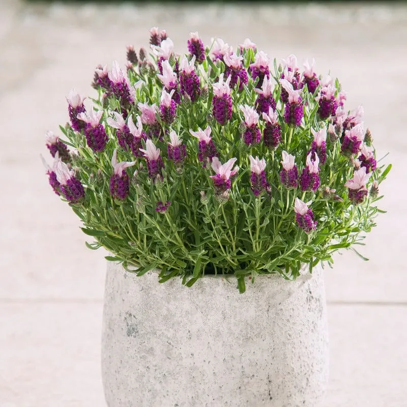 World Botanics Lavandula stoechas Franse lavendel 9 planten
