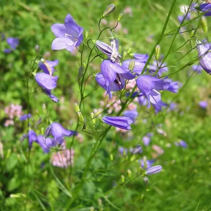 MediGran Campanula rotundifolia grasklokje zaden zon