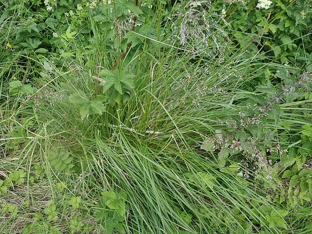 MediGran Deschampsia cespitosa Ruwe smele zaden inheems