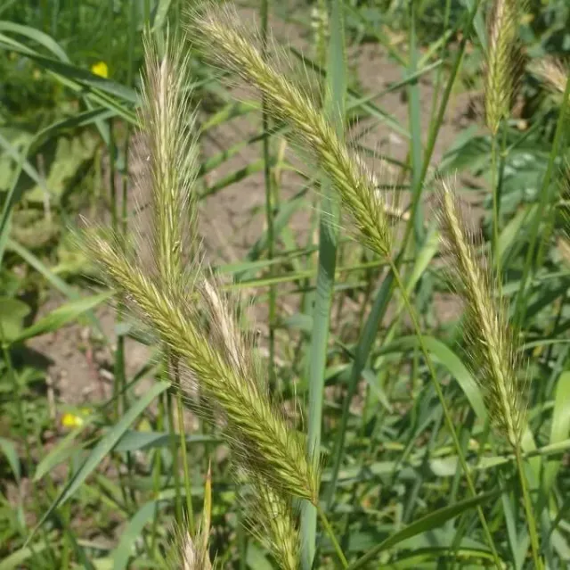 MediGran Hordeum secalinum Veldgerst zaden inheems