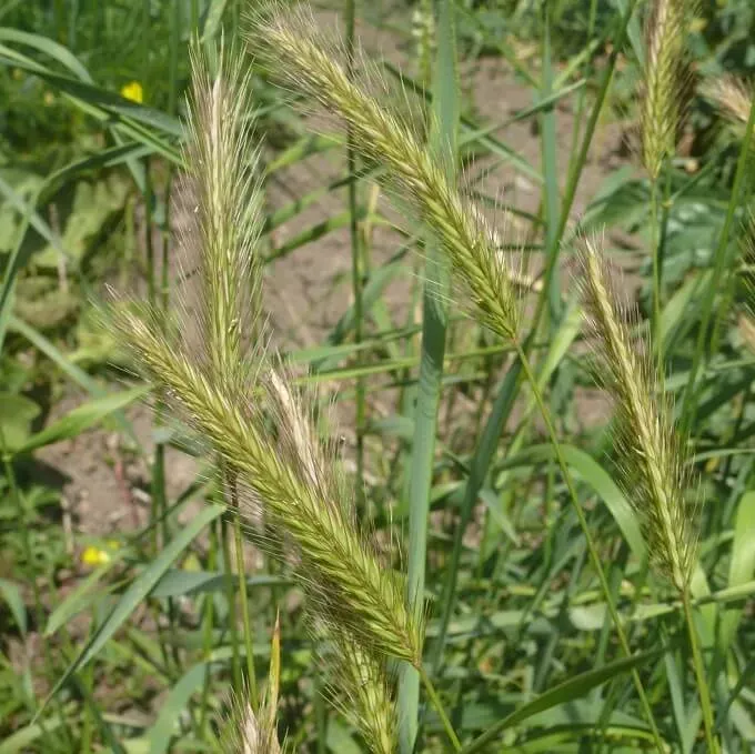 MediGran Hordeum secalinum Veldgerst zaden inheems