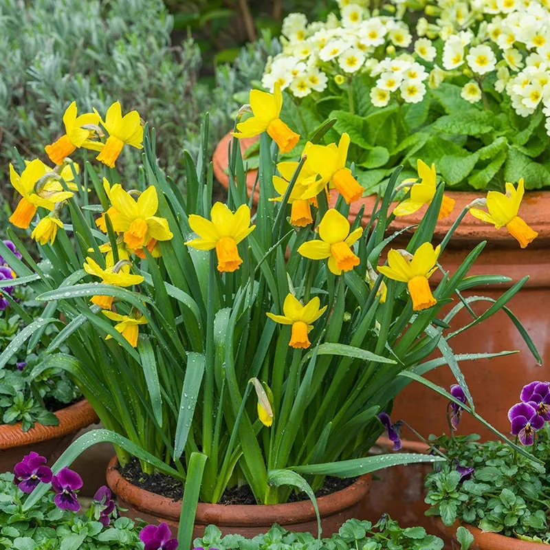 World Botanics Narcissus Jetfire Bloembollen 15 stuks geel-oranje