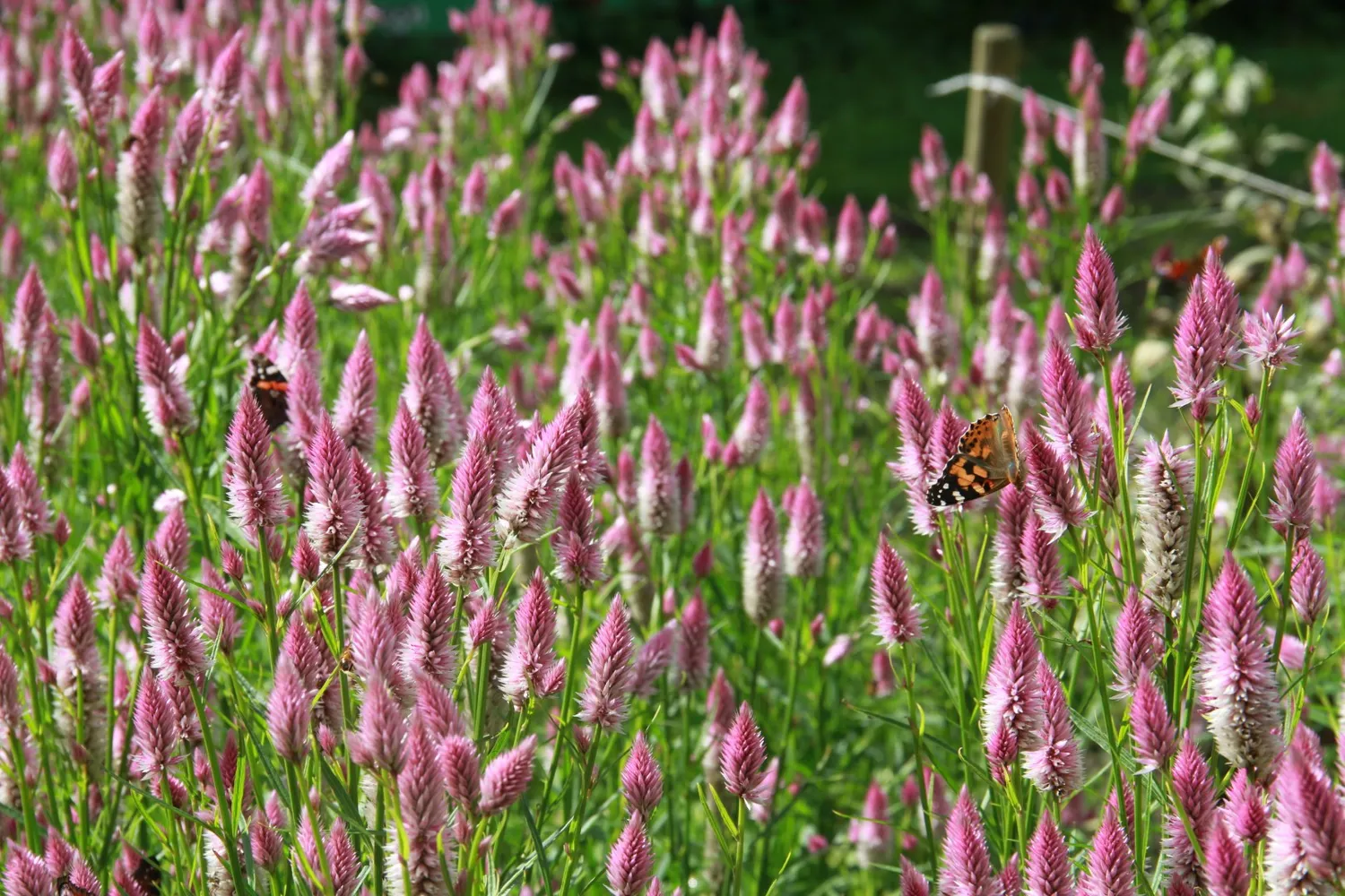 Vitale Rassen Celosia Flamingo Feather zaden onbespoten