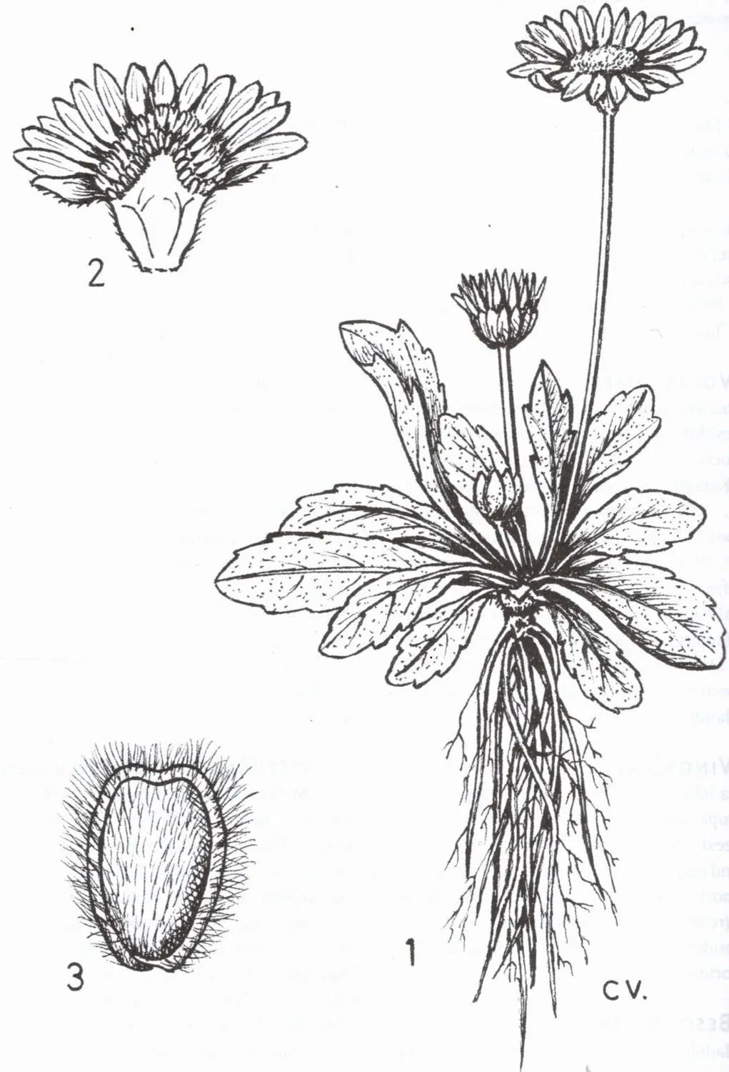 De Cleene Compendium rituele planten boek 120 soorten