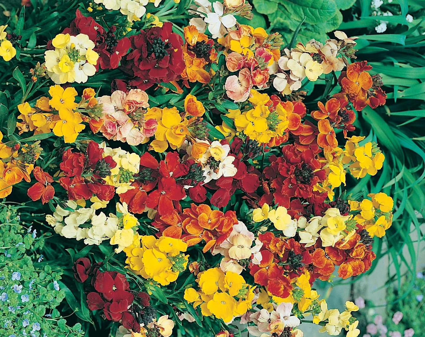 Johnsons Monarch Fair Lady muurbloem zaden oranje mix