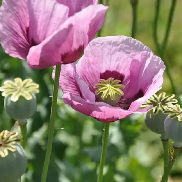 MediGran Papaver somniferum slaapbol zaden onbespoten