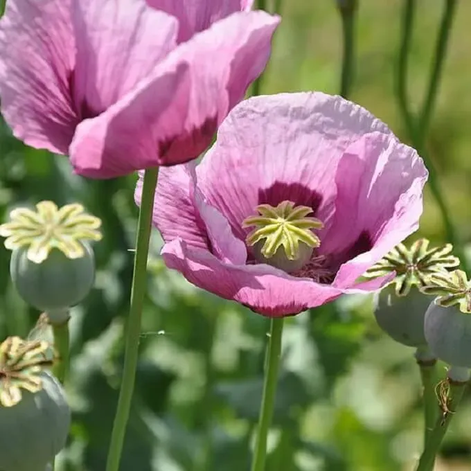 MediGran Papaver somniferum slaapbol zaden onbespoten