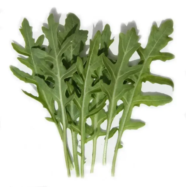 Vitale Rassen Rucola wilde groentezaden onbespoten