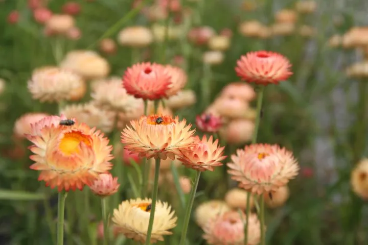 Vitale Rassen Apricot Peach strobloem zaden droogbloem