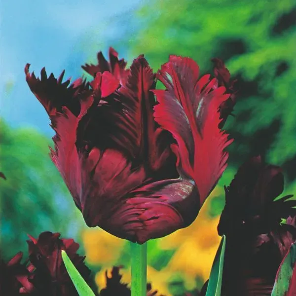 World Botanics Tulp Black Parrot bloembollen 15 stuks donkerrood