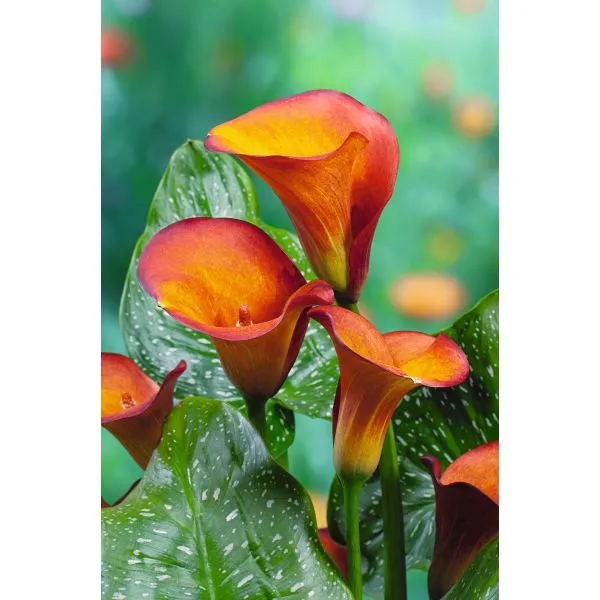 World Botanics Zantedeschia Mango bloembollen oranje 40 cm