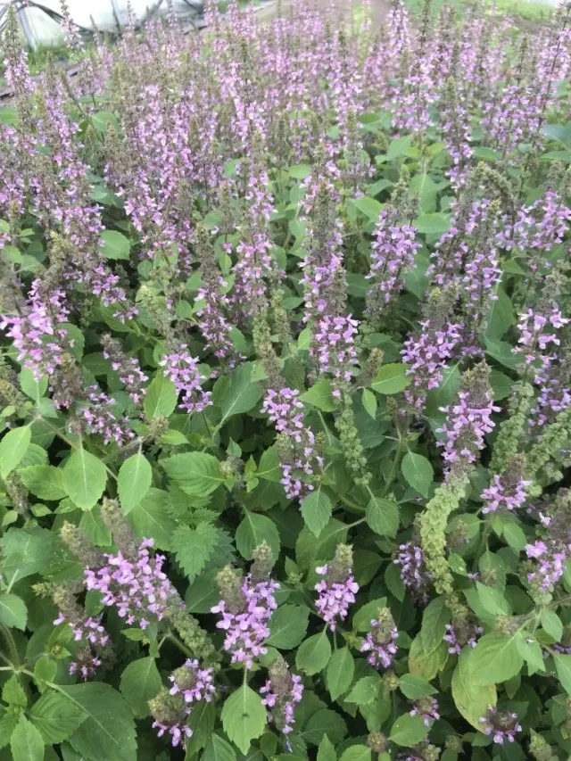 Vitale Rassen Tulsi heilige basilicum zaden biologisch