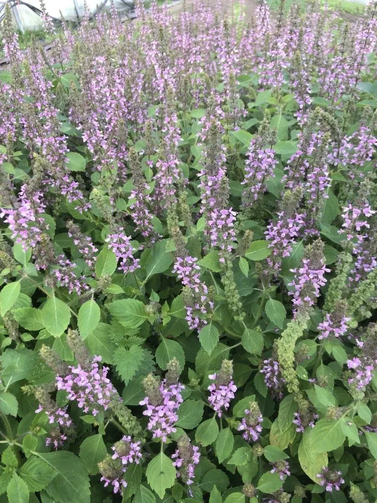 Vitale Rassen Tulsi heilige basilicum zaden biologisch