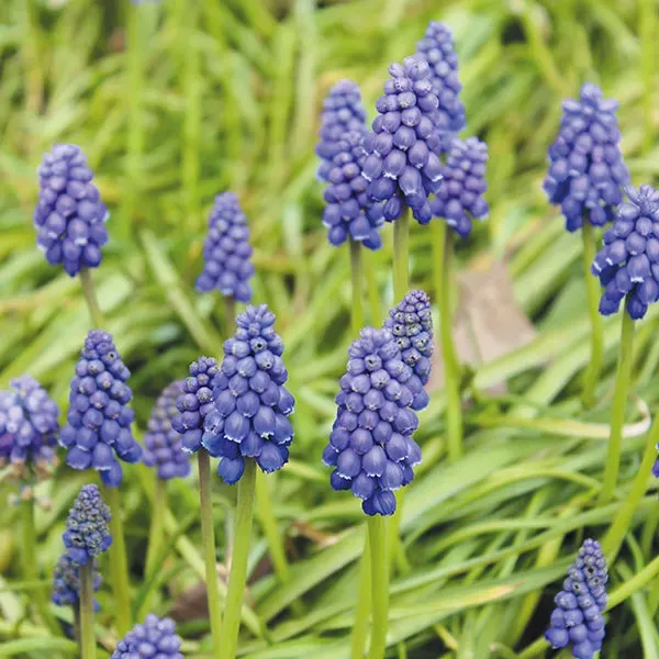 World Botanics Muscari armeniacum bloembollen blauw 20 st
