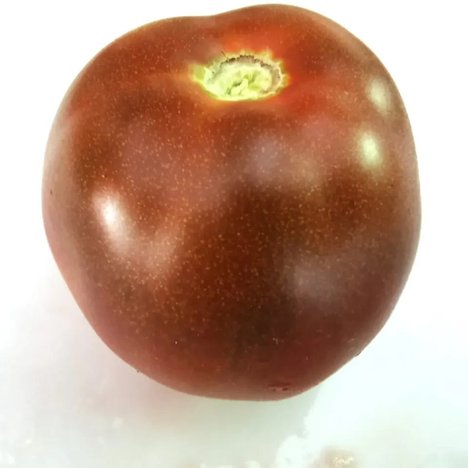 De Tuinen van MergenMetz Black Truffle tomatenzaad 15 zaden donker