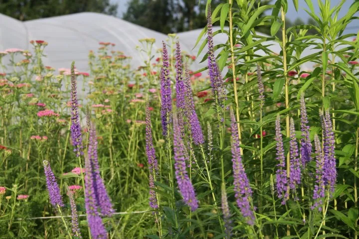 Vitale Rassen Lange ereprijs bloemzaden onbespoten