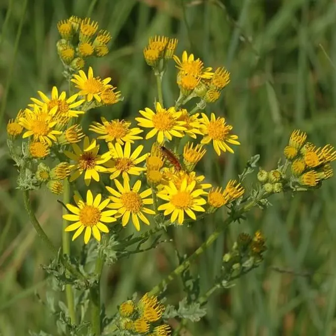 MediGran Jacobaea vulgaris zaden jakobskruiskruid wild