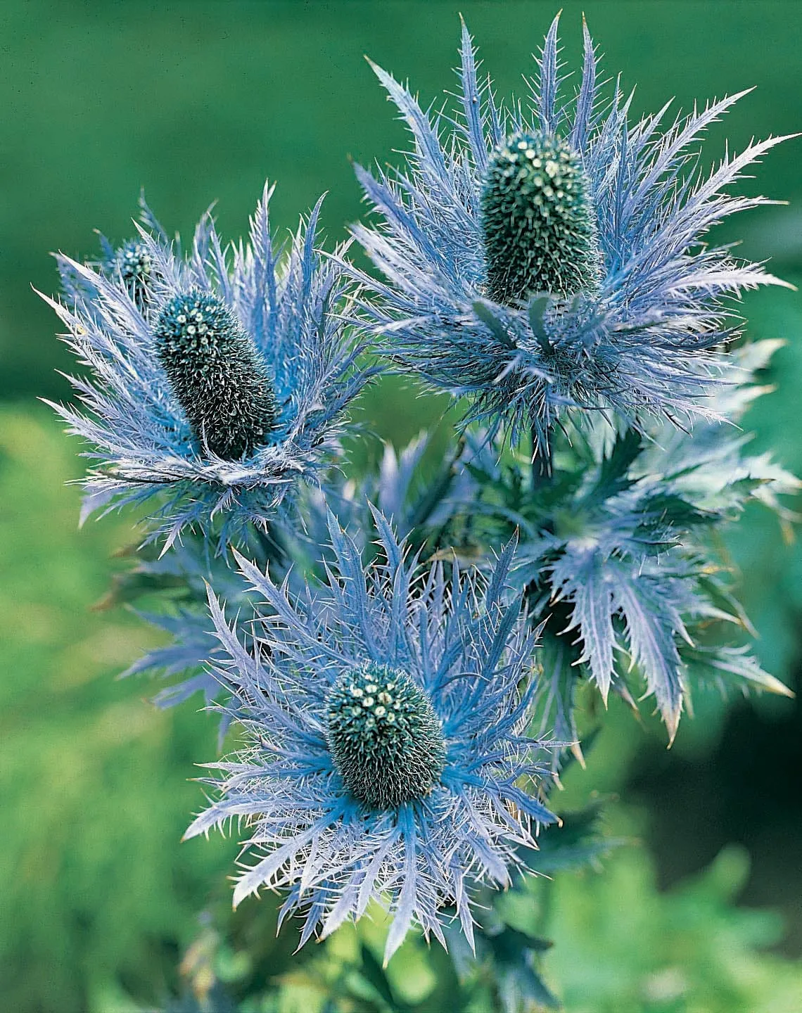 World Botanics Eryngium Alpinum Superbum zaden blauw