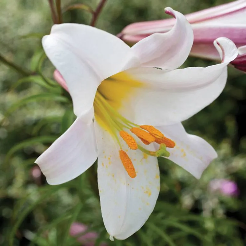 World Botanics Scented Lilium leliebollen 9 stuks geurend