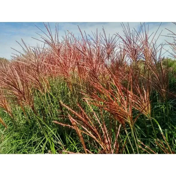 World Botanics Miscanthus Red Zenith siergras 1 x 9cm pot